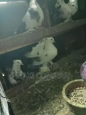 Animals