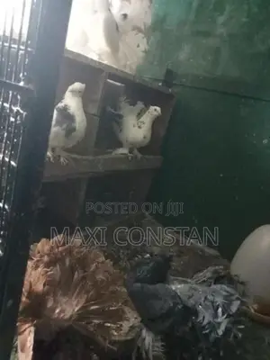 Animals