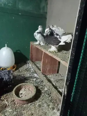 Animals