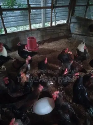 கன்னி ஊர்க்கோழிகள்