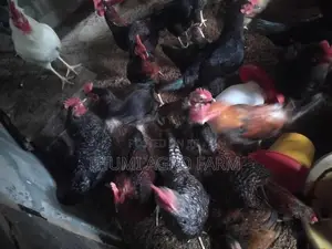 கன்னி ஊர்க்கோழிகள்