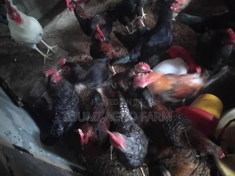 கன்னி ஊர்க்கோழிகள்