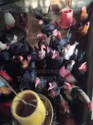 கன்னி ஊர்க்கோழிகள்