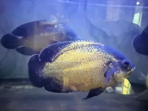 Oscar Fish