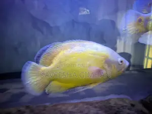 Oscar Fish