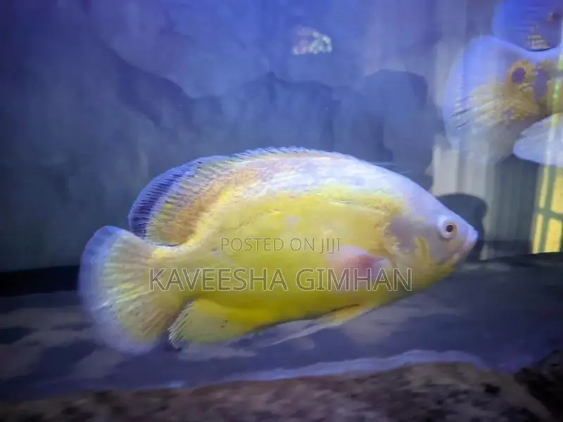 Oscar Fish