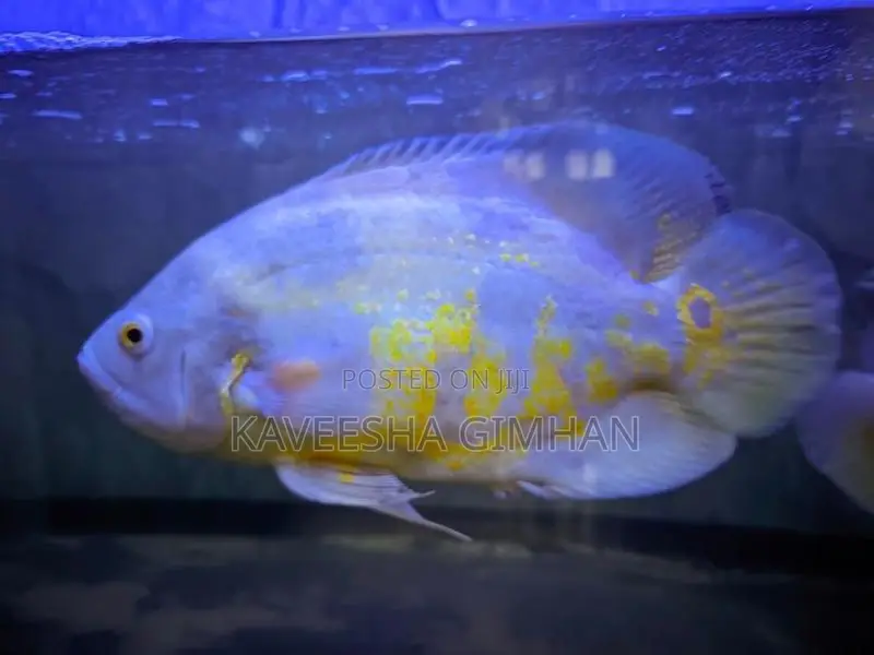 Oscar Fish
