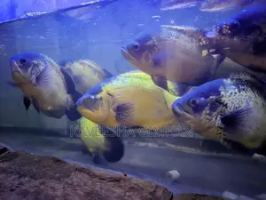 Oscar Fish