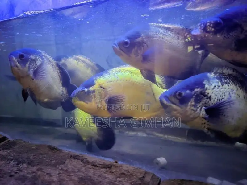 Oscar Fish
