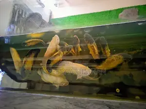 Oscar Fish
