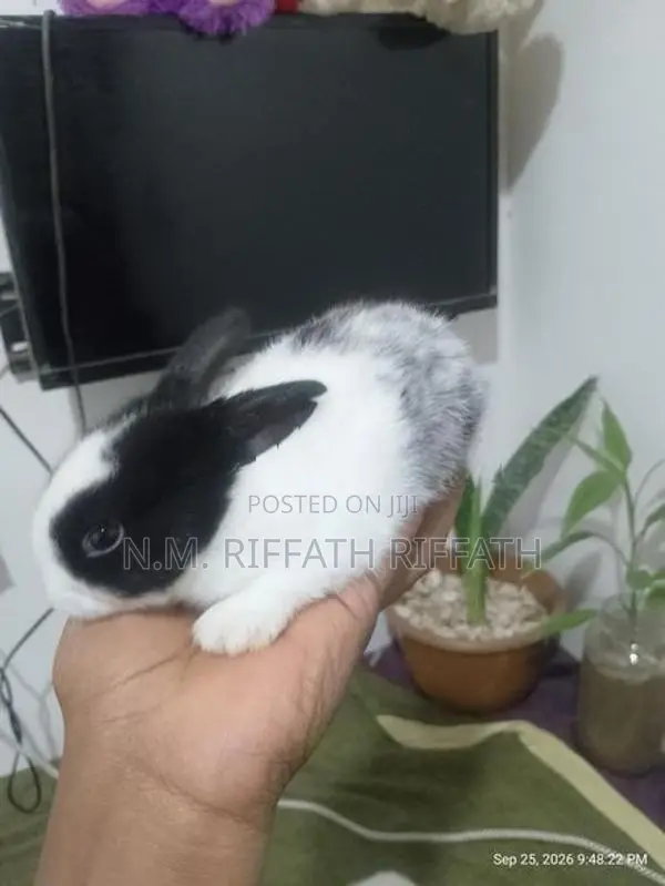 Rabbits