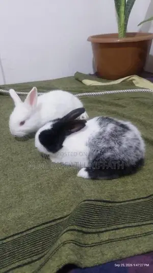 Rabbits