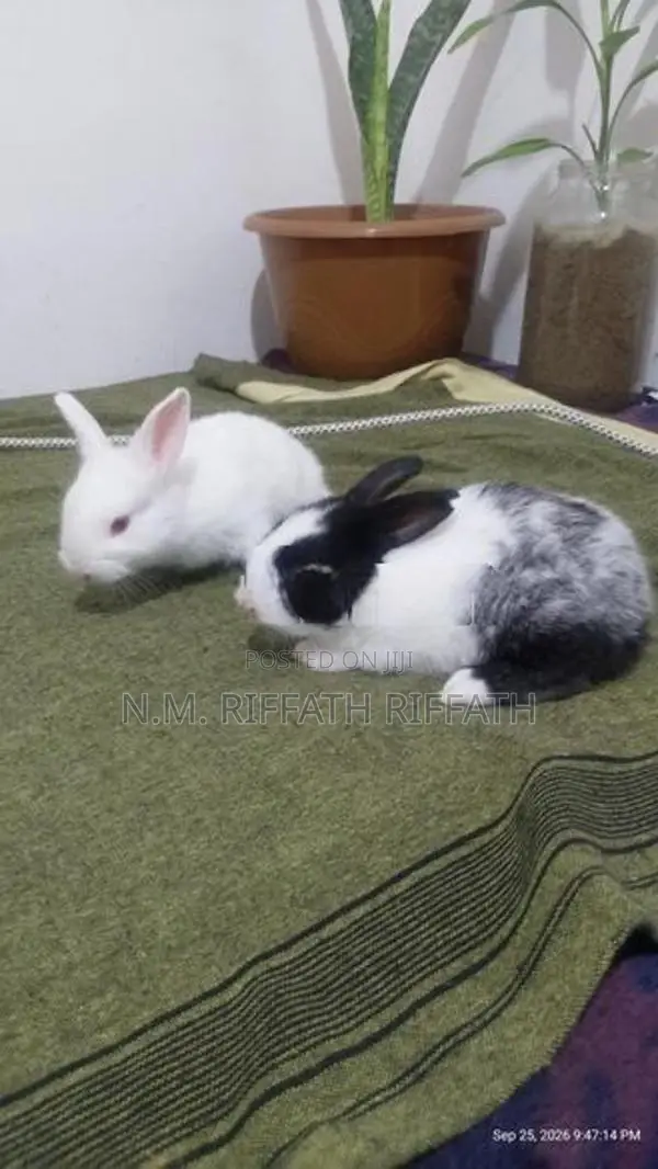 Rabbits