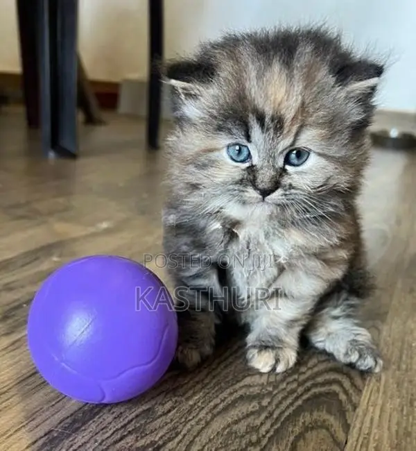 Pure Persian Kitten