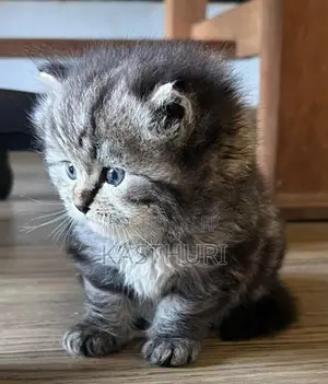 Pure Persian Kitten