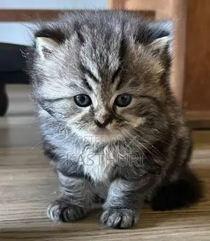 Pure Persian Kitten