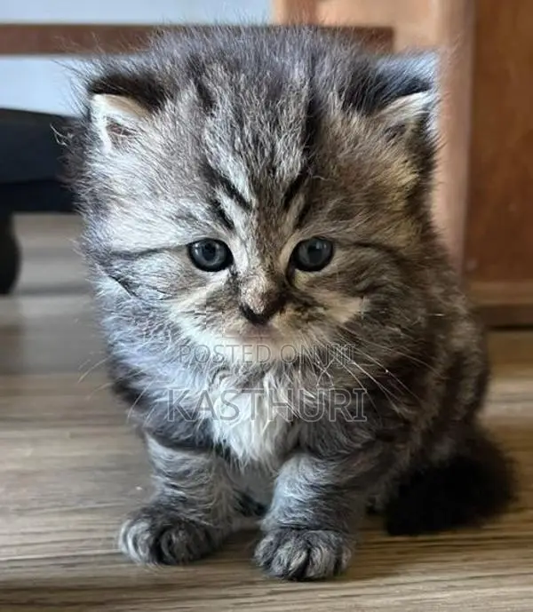 Pure Persian Kitten