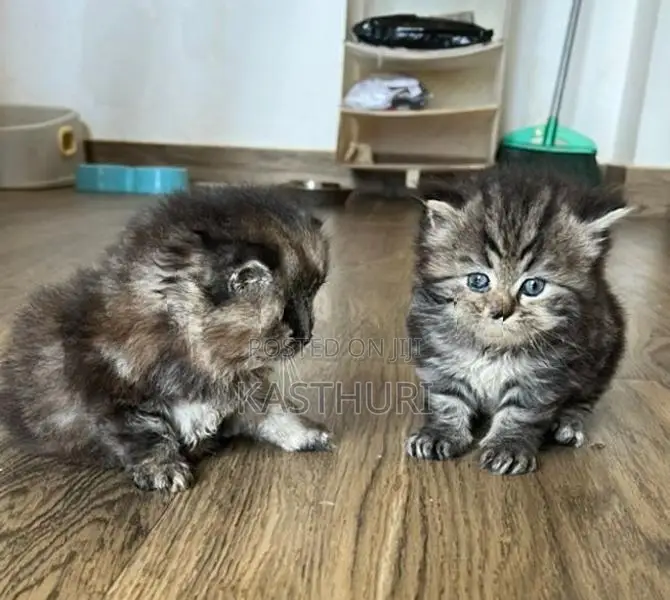 Pure Persian Kitten