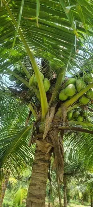 Farm House with Sand Yard for Sale in Batticaloa