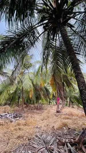 Coconut Land for Sale in Mundalama