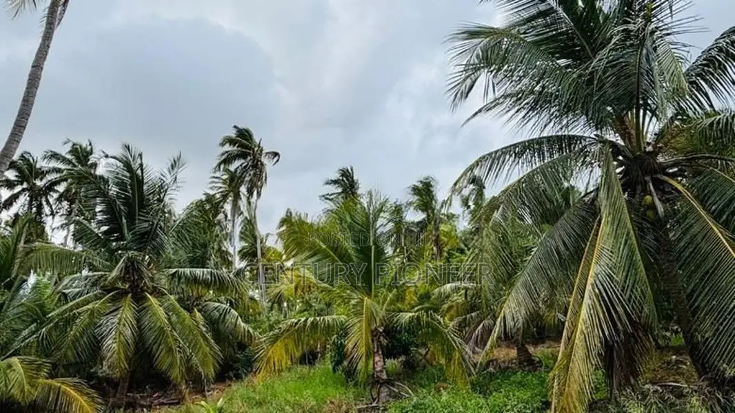 Coconut Land for Sale in Mundalama