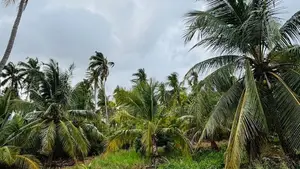 Coconut Land for Sale in Mundalama