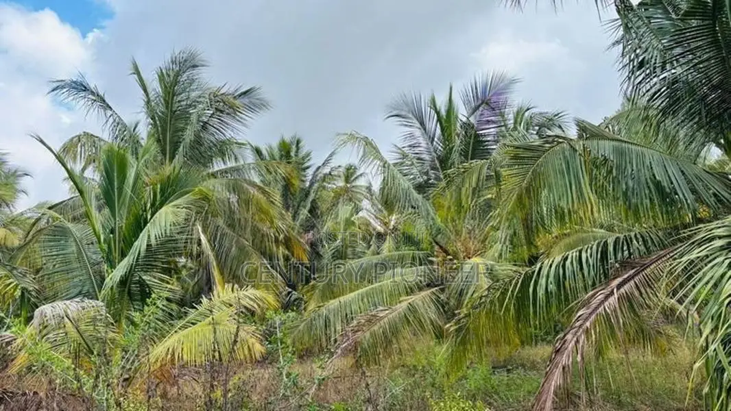 Coconut Land for Sale in Mundalama