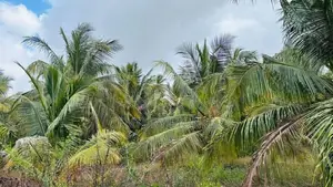 Coconut Land for Sale in Mundalama