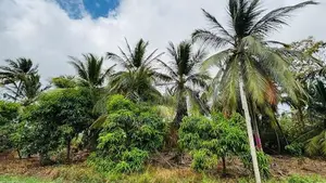 Coconut Land for Sale in Mundalama