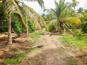 Coconut Land for Sale in Mundalama