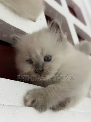 Persian Kitten