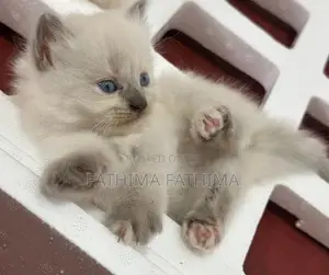 Persian Kitten