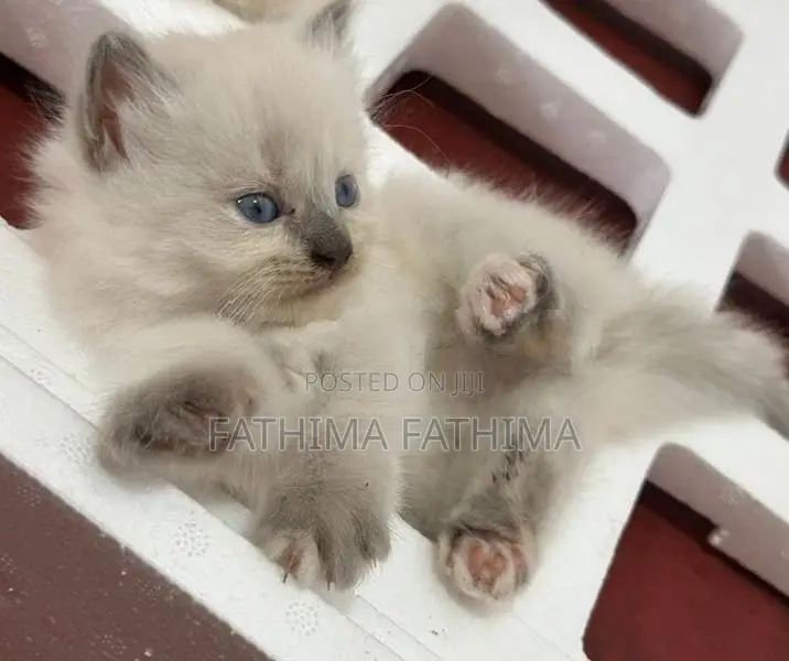 Persian Kitten