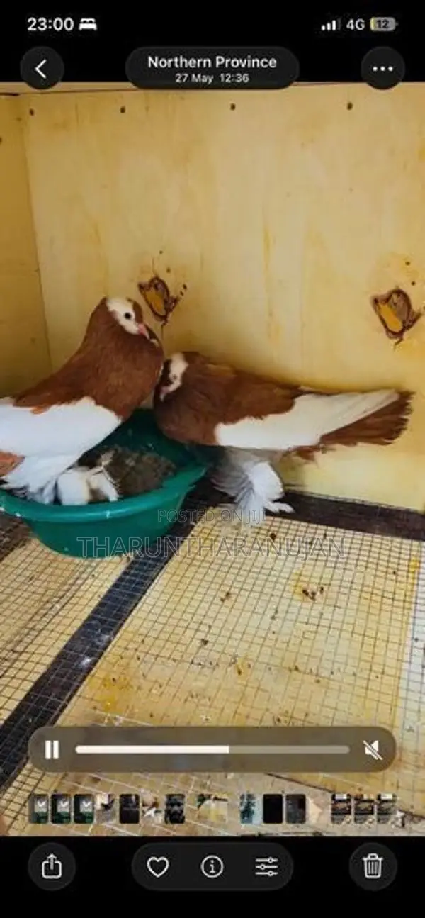 Pigeons