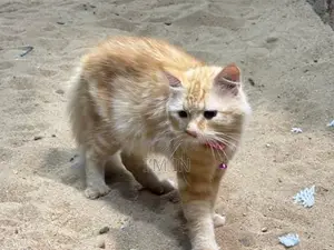 Persian Cat