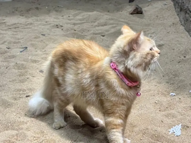 Persian Cat