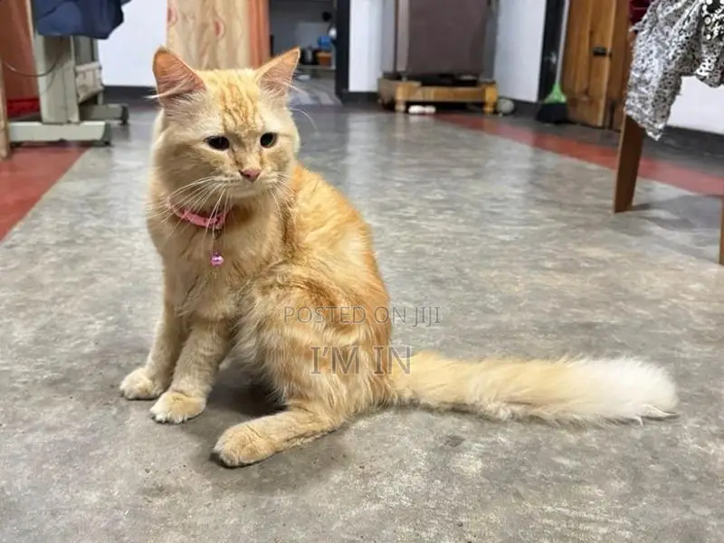 Persian Cat