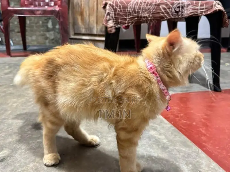 Persian Cat