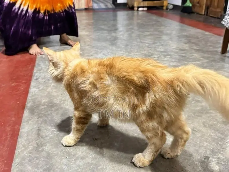 Persian Cat