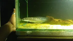 Channa Fish