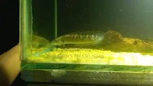 Channa Fish