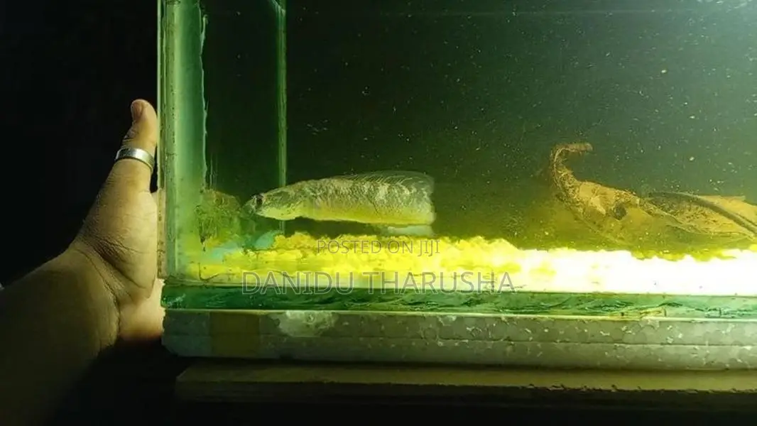 Channa Fish