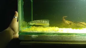 Channa Fish