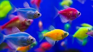Glow Tetra Fish
