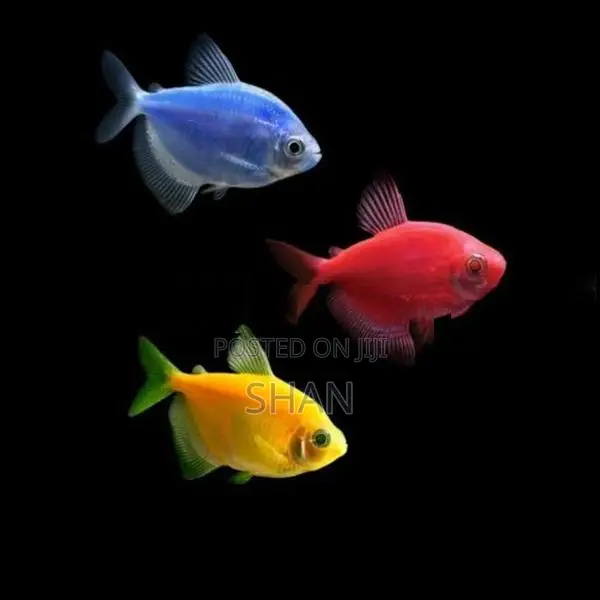 Glow Tetra Fish