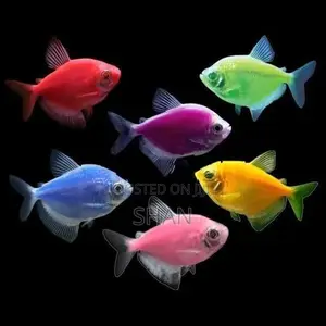 Glow Tetra Fish