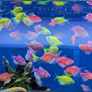 Glow Tetra Fish