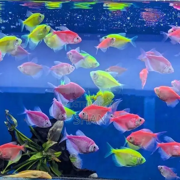 Glow Tetra Fish