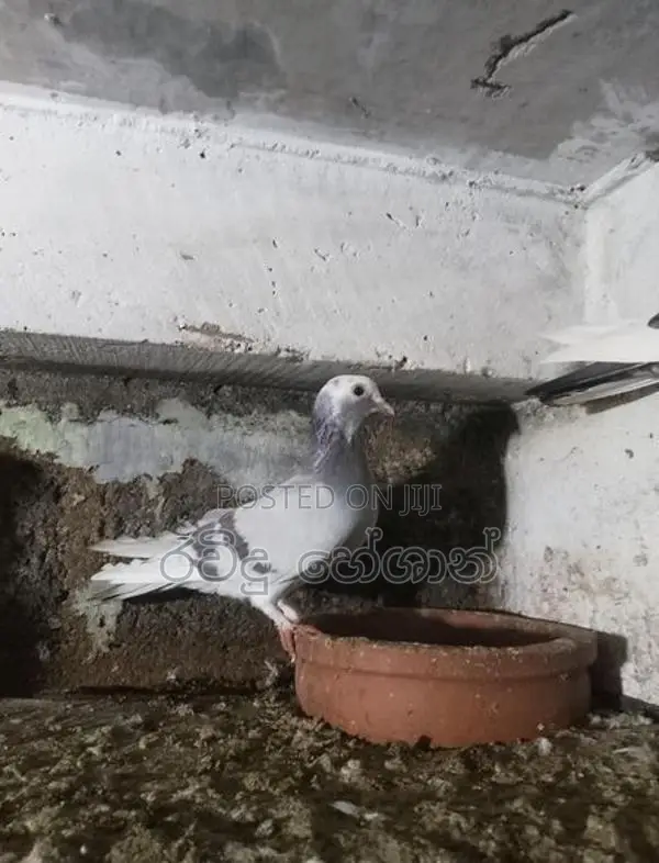 Pigeons