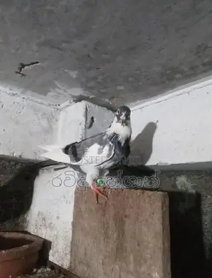 Pigeons